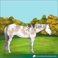 Horse Color:White Spotted Bay Dun Splash 