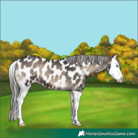 Horse Color:Blue Onyx Splash Appaloosa 
