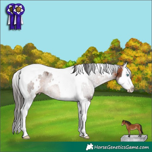 Horse Color:White Spotted Bay Splash Tobiano 