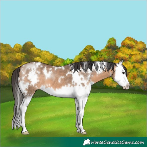 Horse Color:White Spotted Bay Dun Splash
