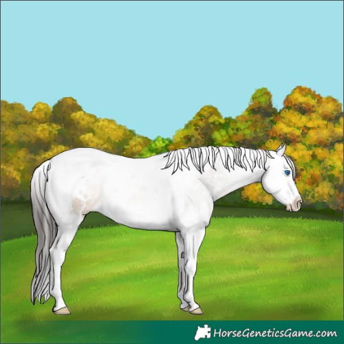 Horse Color:White Spotted Bay Dun Splash Tobiano 