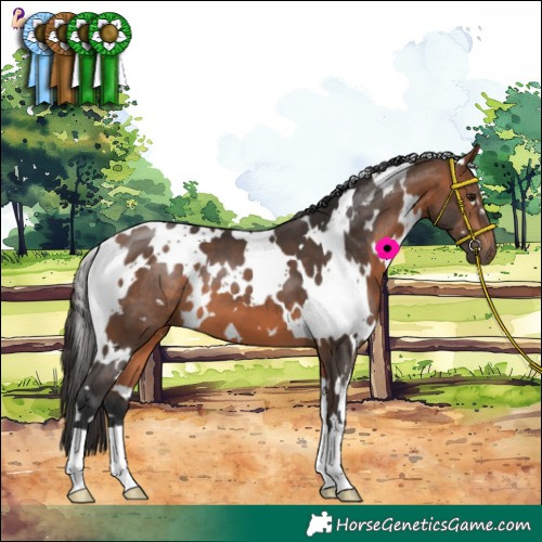 Horse Color:White Spotted Bay 