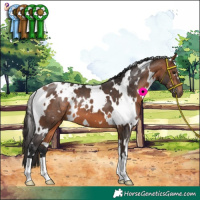 Horse Color:White Spotted Bay 