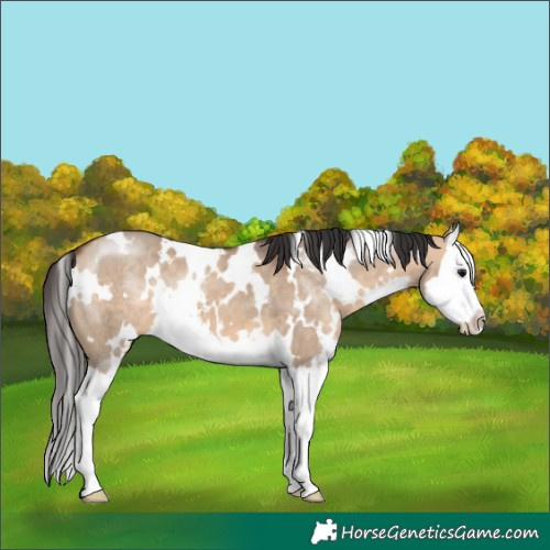 Horse Color:White Spotted Bay Dun Splash 