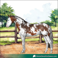 Horse Color:White Spotted Bay Splash