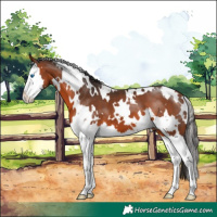 Horse Color:White Spotted Bay Splash 