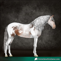 Horse Color:White Spotted Bay Tobiano