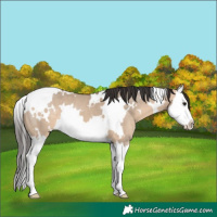 Horse Color:White Spotted Bay Dun Splash 