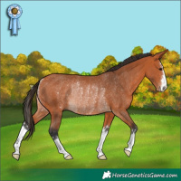 Horse Color:Bay Rabicano 