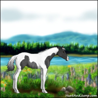 Horse Color:Black Tobiano Rabicano