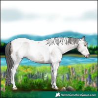 Horse Color:Gray Classic Champagne Sabino Tobiano