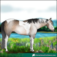 Horse Color:Gray Brown Dun Tobiano Rabicano
