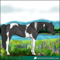 Horse Color:Black Tobiano 