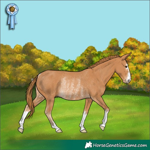 Horse Color:Chestnut Rabicano 