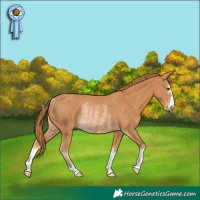 Horse Color:Chestnut Rabicano 