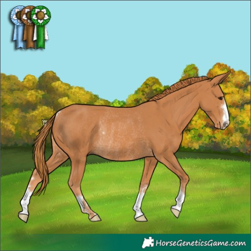 Horse Color:Chestnut Rabicano 