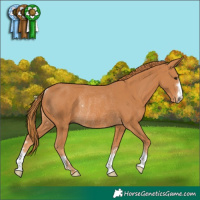 Horse Color:Chestnut Rabicano 