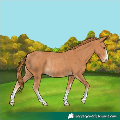 Horse Color:Chestnut Rabicano 