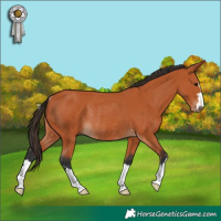 Horse Color:Bay Rabicano 