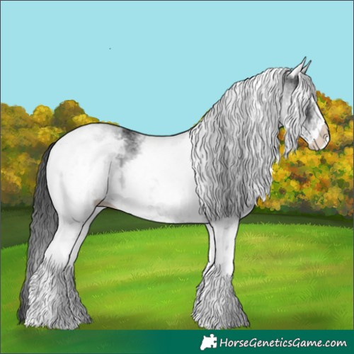 Horse Color:White Spotted Black