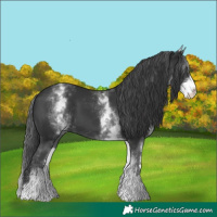 Horse Color:White Spotted Black