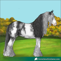 Horse Color:White Spotted Black