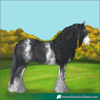 Horse Color:White Spotted Black
