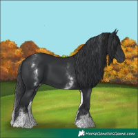 Horse Color:White Spotted Black 