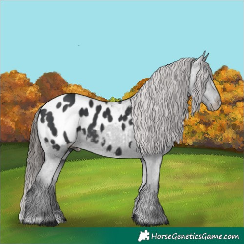 Horse Color:Black Appaloosa 