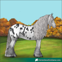 Horse Color:Black Appaloosa