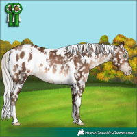 Horse Color:Gray White Spotted Silver Brown Pearl Blanket Rabicano 