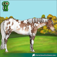 Horse Color:Gray White Spotted Silver Brown Pearl Appaloosa Rabicano