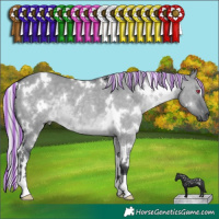 Horse Color:Painted White Spotted Silver Grullo Chinchilla 