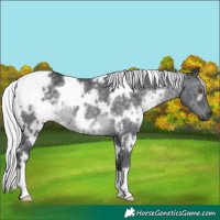 Horse Color:White Spotted Silver Black Chinchilla 