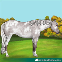 Horse Color:White Spotted Chocolate Silver Grullo Chinchilla Rabicano 
