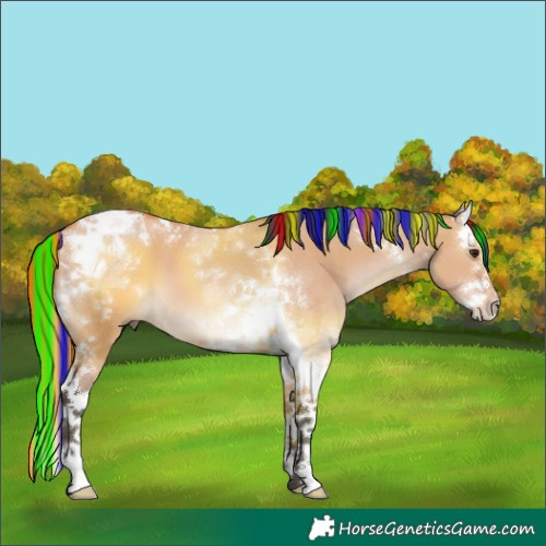 Horse Color:Painted Bay Dun Splash Tobiano 