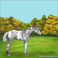 Horse Color:Silver Black Chinchilla Ice Tobiano 