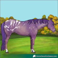 Horse Color:Black Pearl Appaloosa 