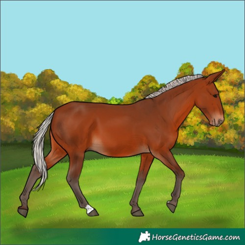 Horse Color:Silver Brown 