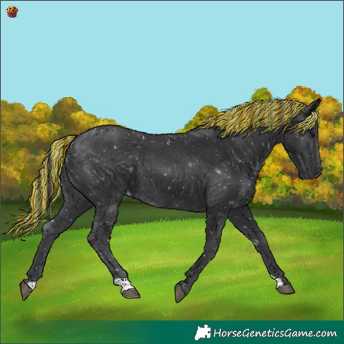 Horse Color:Painted Black 