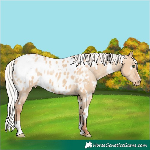 Horse Color:White Spotted Silver Classic Champagne Dun Appaloosa