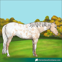 Horse Color:White Spotted Silver Classic Champagne Dun Appaloosa 