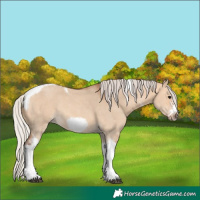 Horse Color:Silver Bay Dun Sabino Tobiano Frame Rabicano 