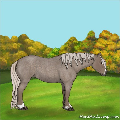 Horse Color:Silver Blue Roan Sabino 