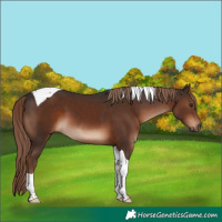 Horse Color:Liver Chestnut Tobiano 