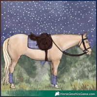 Horse Color:Gold Champagne Pearl Rabicano  and Gold Champagne Pearl Rabicano 