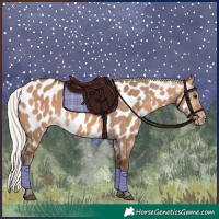 Horse Color:Silver Brown Dun Appaloosa