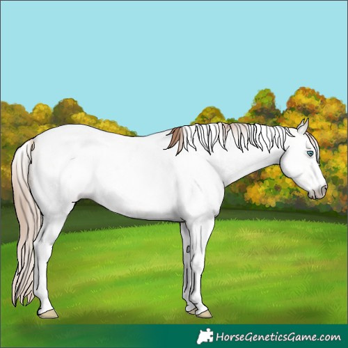 Horse Color:Gray Smoky Grullo Pearl Sabino Tobiano
