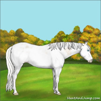 Horse Color:Cremello Splash Tobiano 