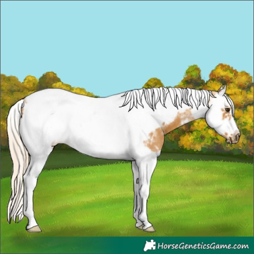 Horse Color:Palomino Splash Tobiano Frame